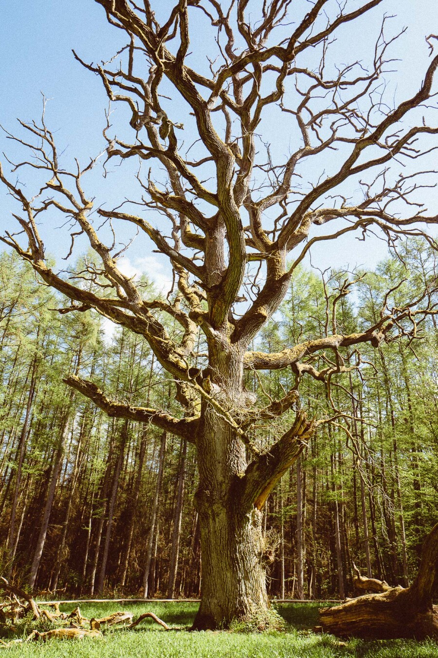 A very big and old tree without foliage
